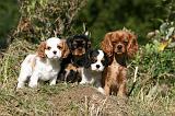 CAVALIER KING CHARLES 688